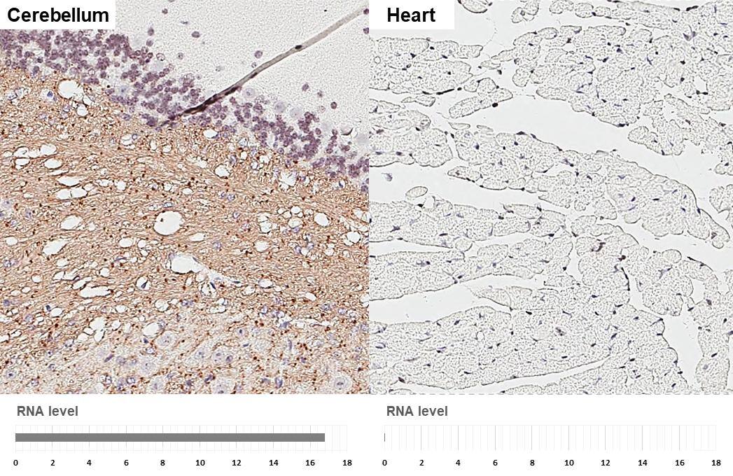 HAPLN2 Antibody (GT107)