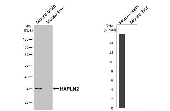 HAPLN2 Antibody (GT107)