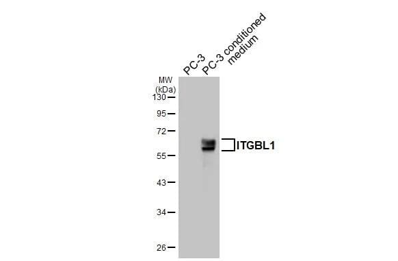 Integrin beta-like protein 1 Antibody (HL3944)