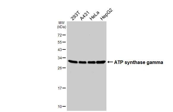 ATPG Antibody (HL3949)