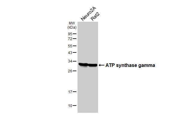 ATPG Antibody (HL3949)