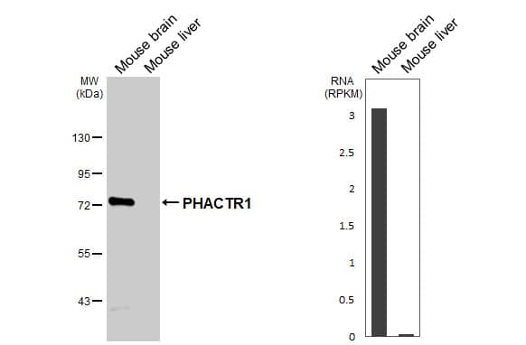 PHACTR1 Antibody (HL3954)