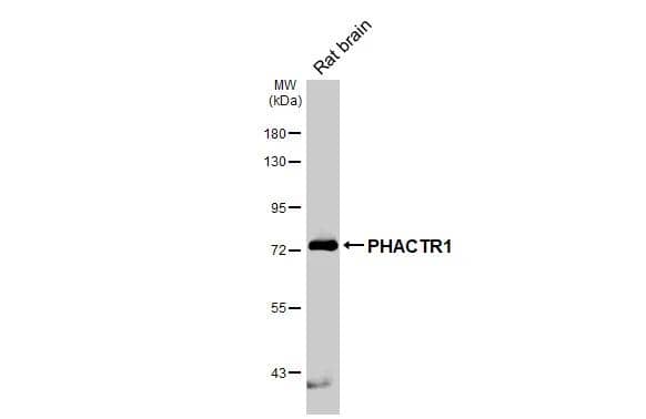 PHACTR1 Antibody (HL3954)