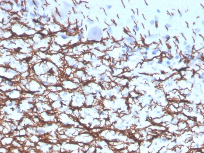 MBP Antibody (rMBP/4288)