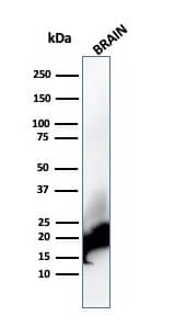MBP Antibody (rMBP/4288)