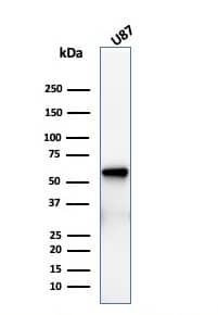 NGFR/TNFRSF16/p75NTR Antibody (rNGFR/1965)