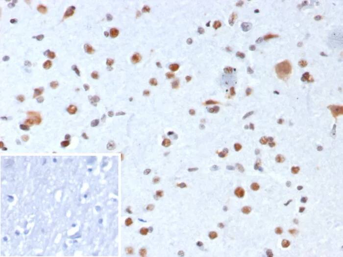 NPM1 Antibody (rNPM1/8056)