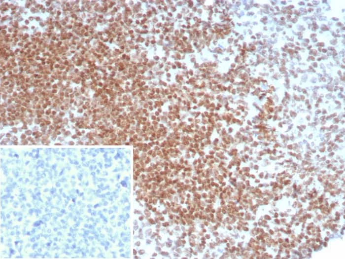 OCT4 Antibody (OCT4/8098R)