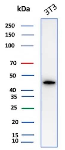 alpha-Smooth Muscle Actin Antibody (ACTA2/1614R)