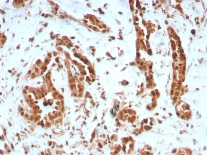 BAP1 Antibody (BAP1/8959R)