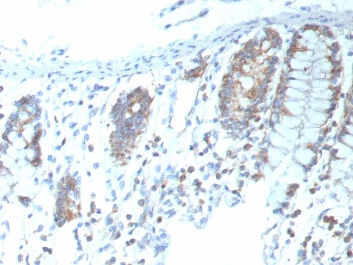 CD151 Antibody (CD151/9297R)