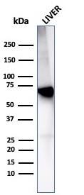 Albumin Antibody (rALB/6414)