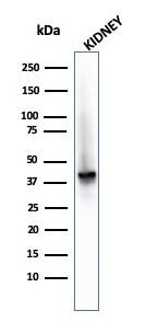alpha-Methylacyl-CoA Racemase/AMACR Antibody (AMACR/2748R)