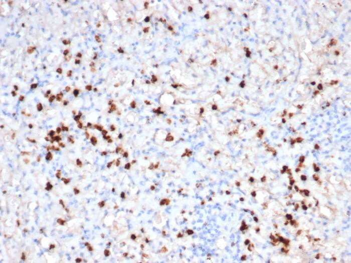 Granzyme B Antibody (GZMB/6530R)