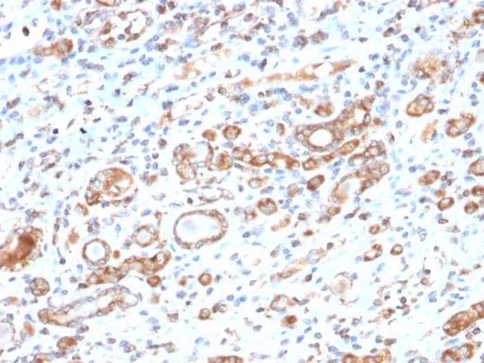 HSP60 Antibody (HSPD1/2206R)