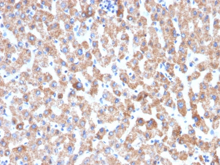HSP60 Antibody (HSPD1/2206R)