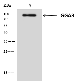GGA3 Antibody - Azide and BSA Free GGA3 Antibody - Azide and BSA Free