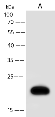 PXMP4 Antibody - Azide and BSA Free PXMP4 Antibody - Azide and BSA Free