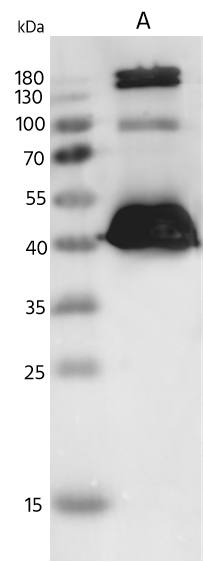 Respiratory Syncytial Virus Nucleoprotein Antibody - A2, Long - Azide and BSA Free Respiratory Syncytial Virus Nucleoprotein Antibody - A2, Long - Azide and BSA Free