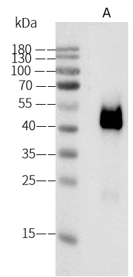 Chikungunya Virus E2 Antibody (26) - (SL-CK1) - Azide and BSA Free Chikungunya Virus E2 Antibody (26) - (SL-CK1) - Azide and BSA Free