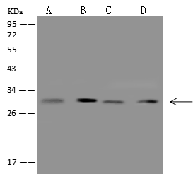 CCDC5 Antibody - Azide and BSA Free CCDC5 Antibody - Azide and BSA Free