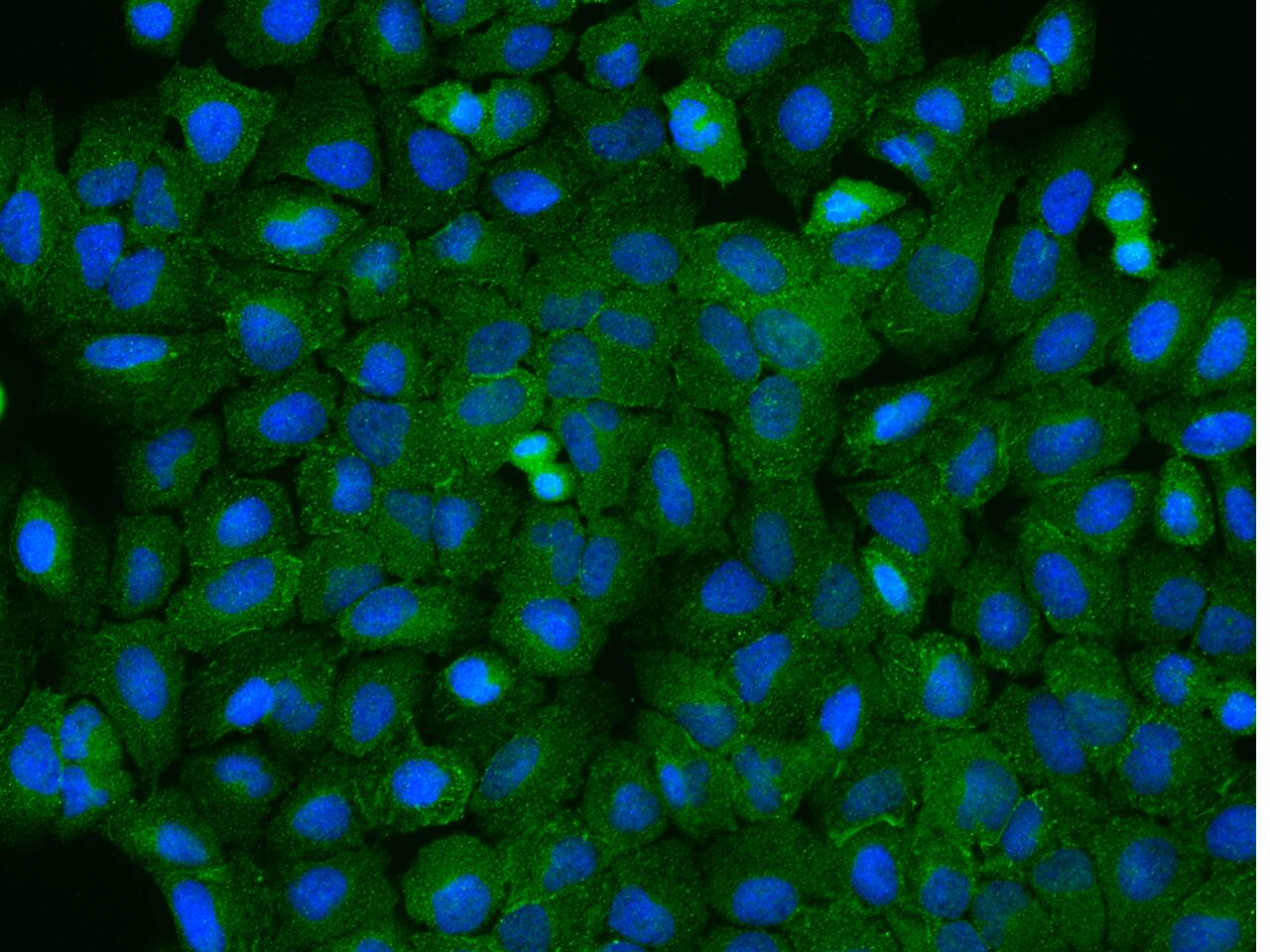 ODR4/TTG1 Antibody - Azide and BSA Free ODR4/TTG1 Antibody - Azide and BSA Free
