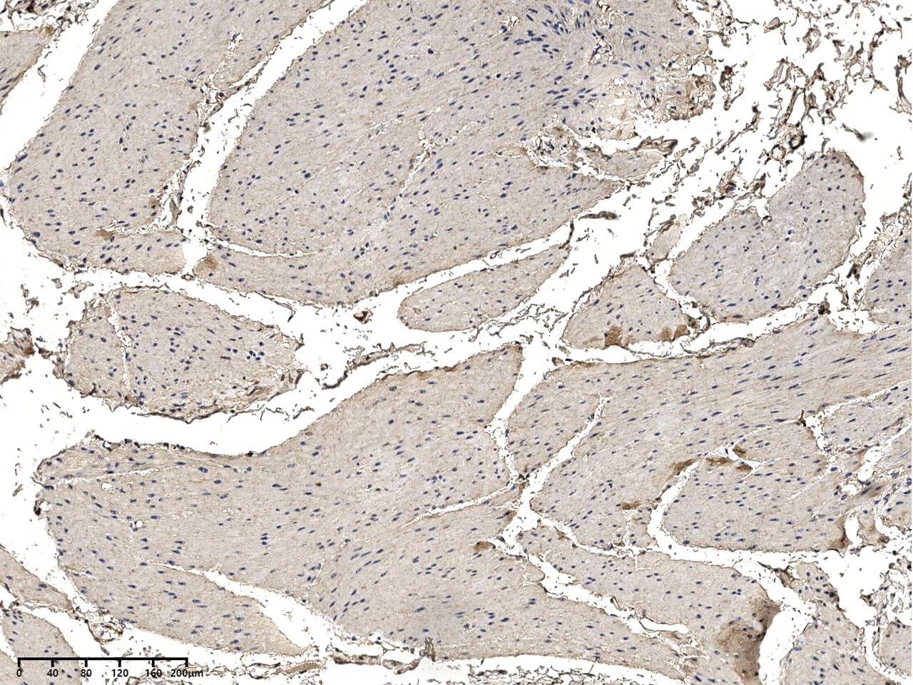 ODR4/TTG1 Antibody - Azide and BSA Free ODR4/TTG1 Antibody - Azide and BSA Free