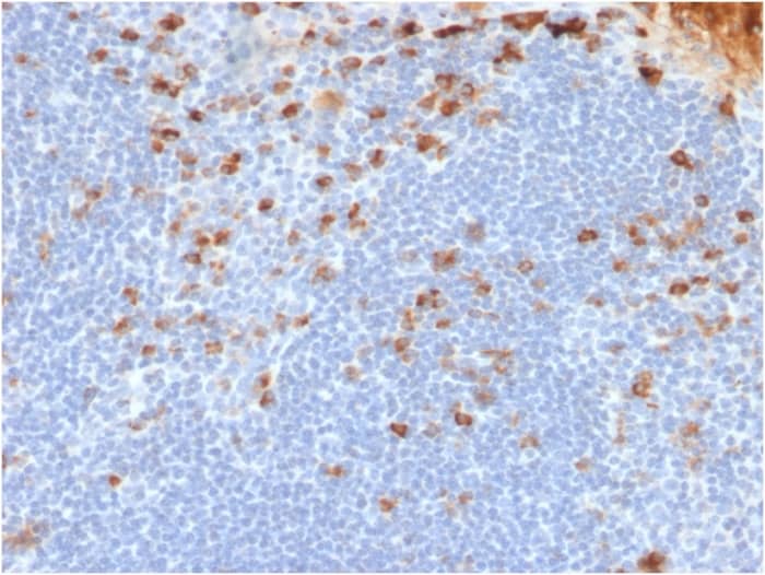 Kappa Light Chain Antibody (rL1C1) - Azide and BSA Free