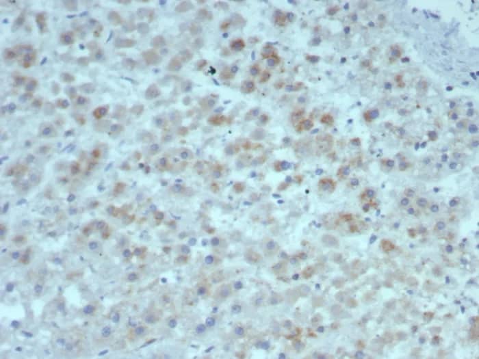 IL-15 Antibody (rIL15/8050) - Azide and BSA Free