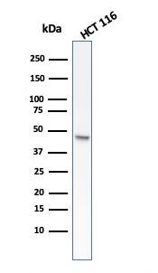 Cytokeratin 8 Antibody (rB22.1) - Azide and BSA Free
