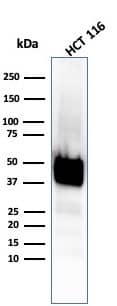 Cytokeratin 8 Antibody (KRT8/4067R) - Azide and BSA Free