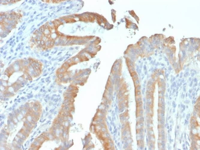 Cytokeratin 19 Antibody (rKRT19/799) - Azide and BSA Free