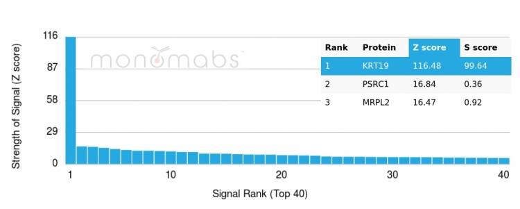 Cytokeratin 19 Antibody (rKRT19/799) - Azide and BSA Free