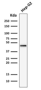 Cytokeratin 19 Antibody (rKRT19/799) - Azide and BSA Free