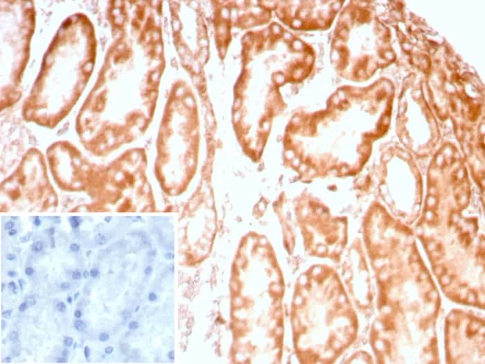 LRP-1 Antibody (LRP1/8947R) - Azide and BSA Free