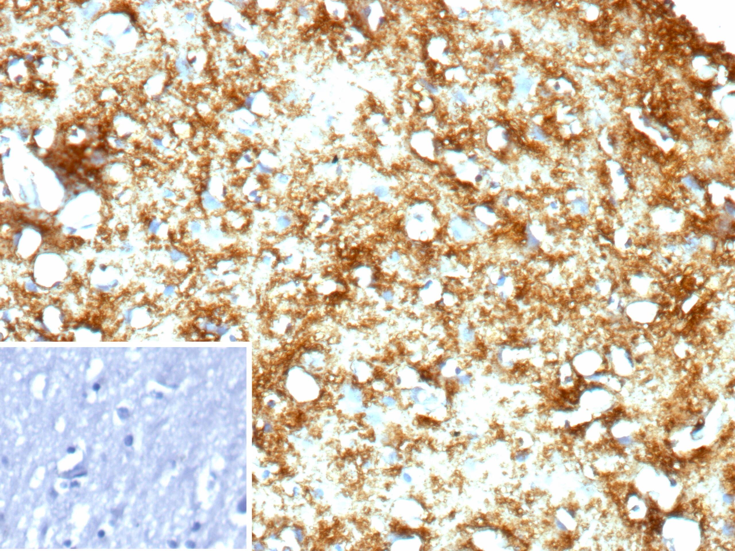 MBP Antibody (rMBP/9431) - Azide and BSA Free