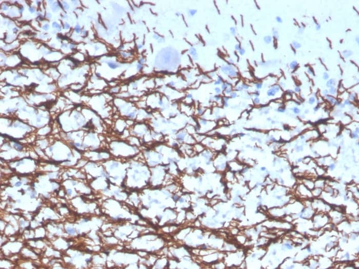 MBP Antibody (rMBP/4288) - Azide and BSA Free
