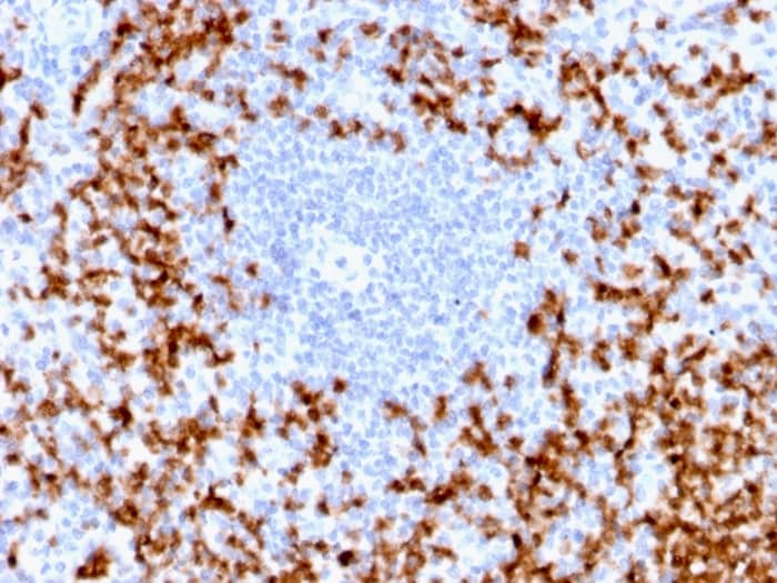 MMP-9 Antibody (MMP9/2025R) - Azide and BSA Free