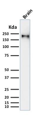 NF-H Antibody (rNF421) - Azide and BSA Free