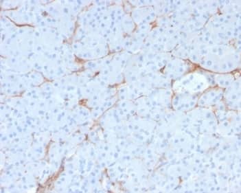 NGFR/TNFRSF16/p75NTR Antibody (NGFR/1997R) - Azide and BSA Free