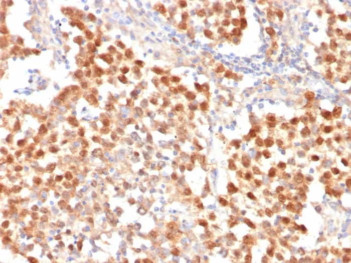 OCT4 Antibody (OCT4/7347R) - Azide and BSA Free