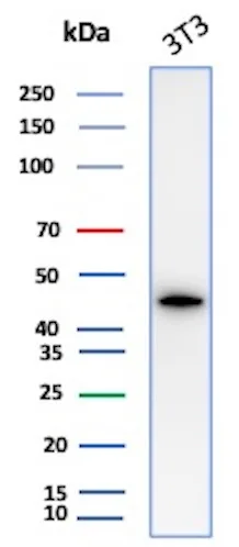 alpha-Smooth Muscle Actin Antibody (ACTA2/1614R) - Azide and BSA Free