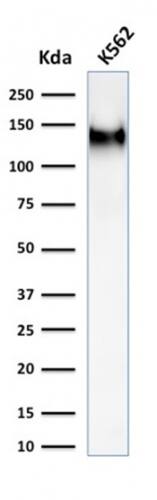 CD43/Sialophorin Antibody (rSPN/1094) - Azide and BSA Free