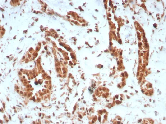 BAP1 Antibody (BAP1/8959R) - Azide and BSA Free