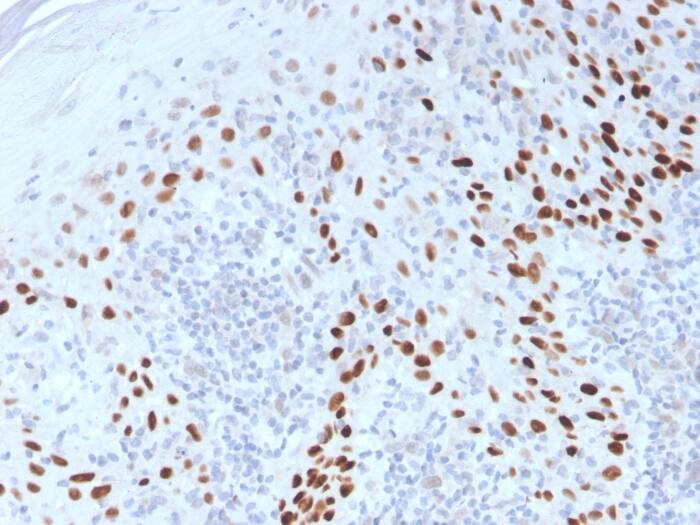 p40/deltaNp63 Antibody - Azide and BSA Free