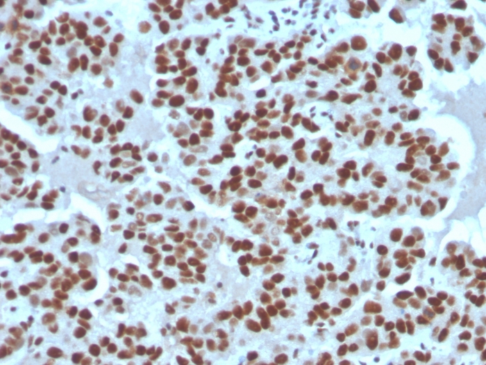 Cyclin E1 Antibody (rCCNE1/4936) - Azide and BSA Free