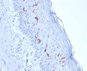 CD1a Antibody (rC1A/711) - Azide and BSA Free