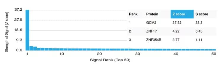 GCM2 Antibody (PCRP-GCM2-1B3) - Azide and BSA Free