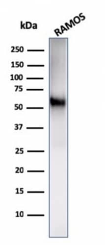 B7-2/CD86 Antibody (C86/2160R) - Azide and BSA Free