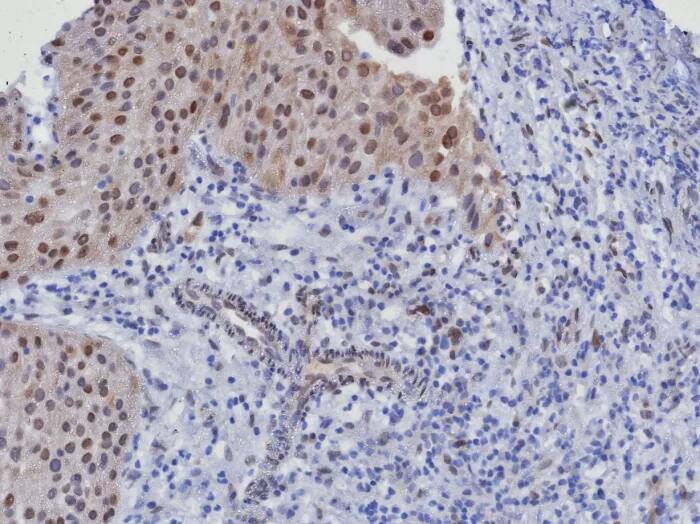 CDK4 Antibody (CDK4/8351R) - Azide and BSA Free